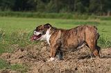BULLDOG ANGLAIS 157